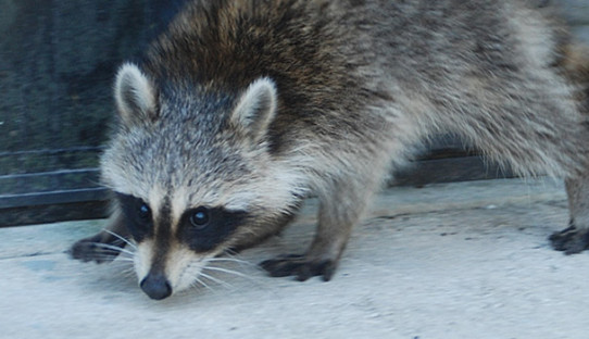 Raccoon Removal in Indianapolis