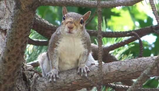 Squirrel Removal in Indianapolis